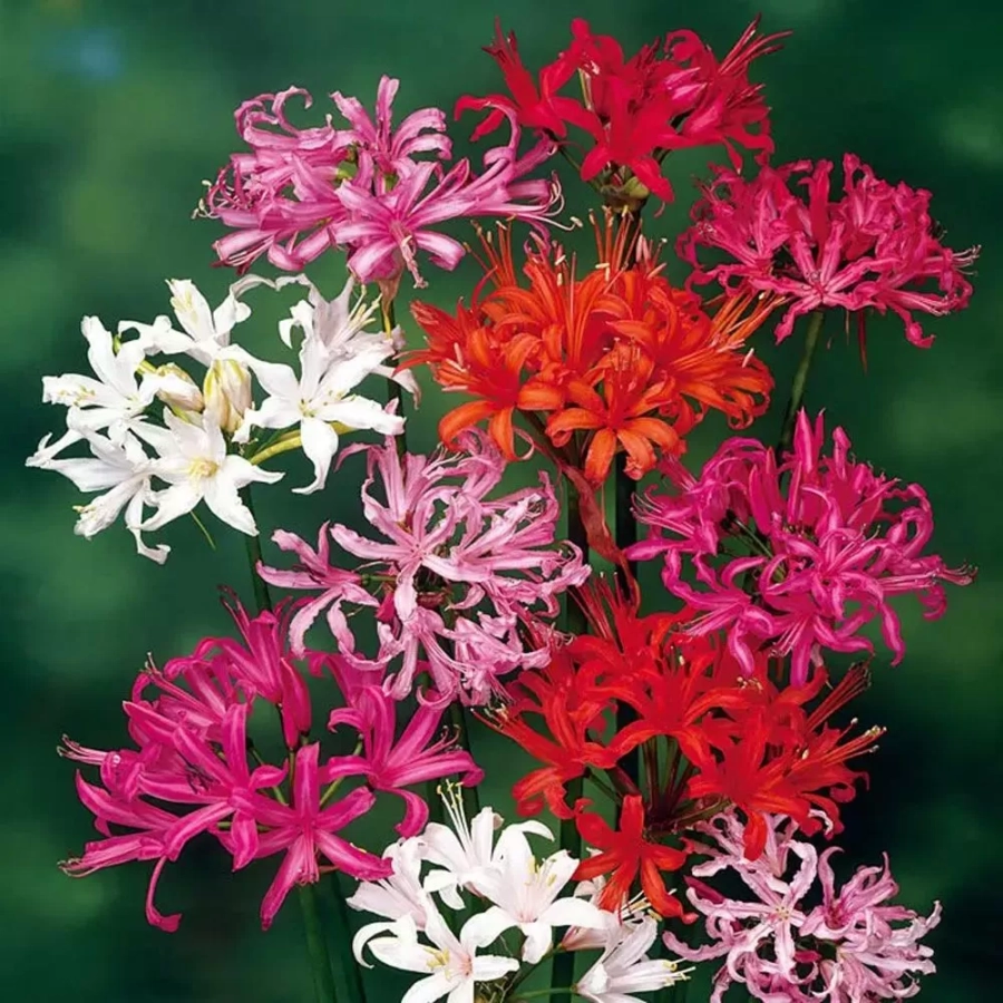 Bulbi de Nerine Mix 1
