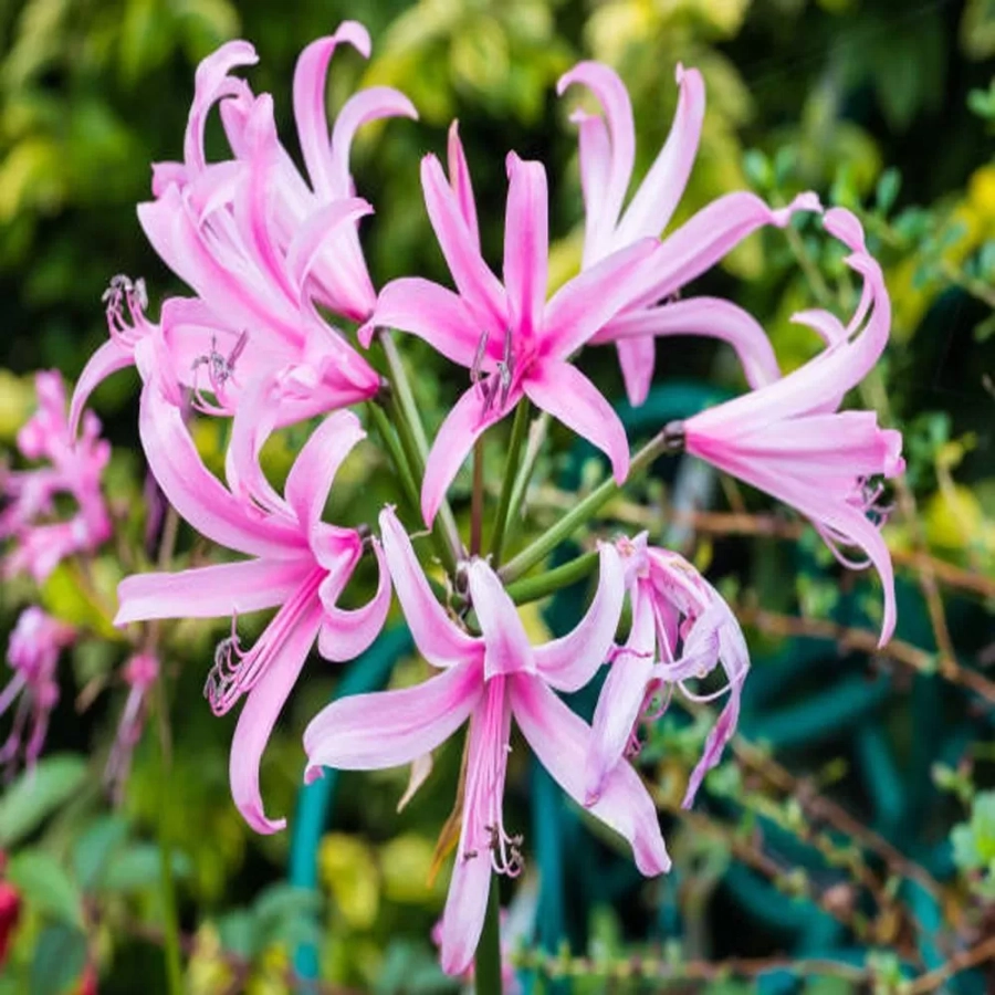 Bulbi de Nerine Bicolor White and Pink 1