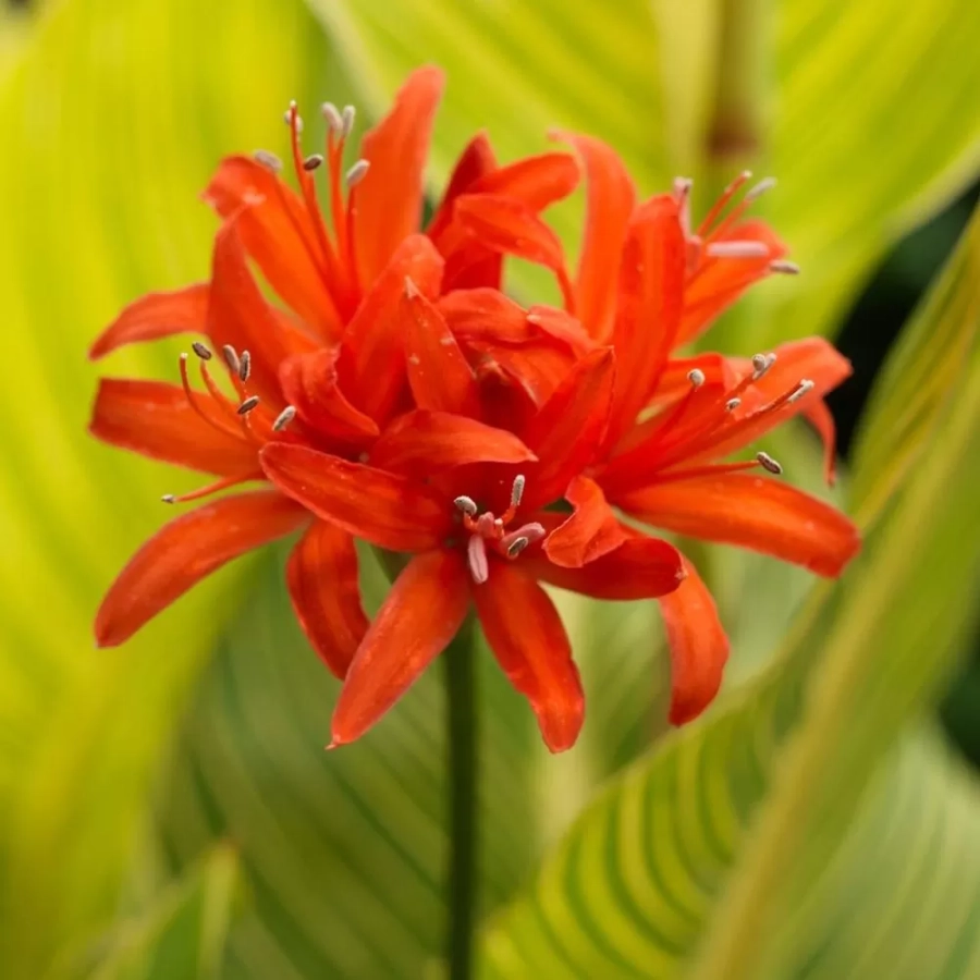 nerine-orange Bulbi de Nerine Orange Splash 1