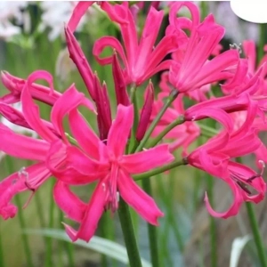 Bulbi de Nerine Pink 1