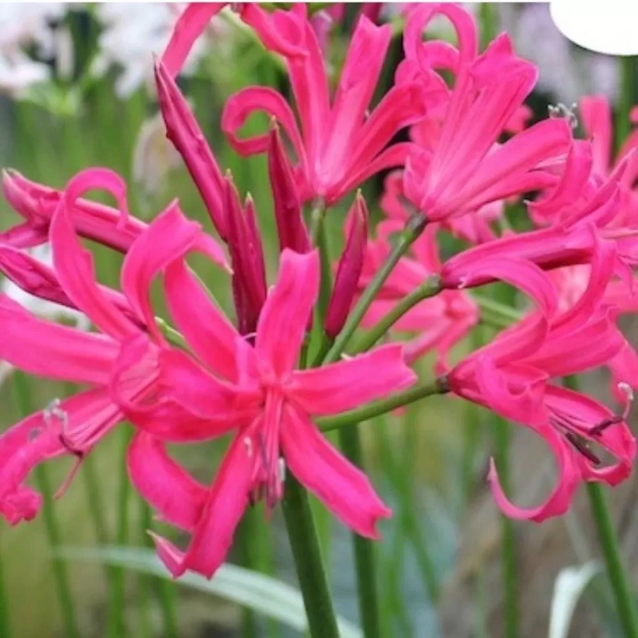 nerine-pink Bulbi de Nerine Pink 1
