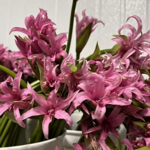 Bulbi de Nerine Pink Splash 1