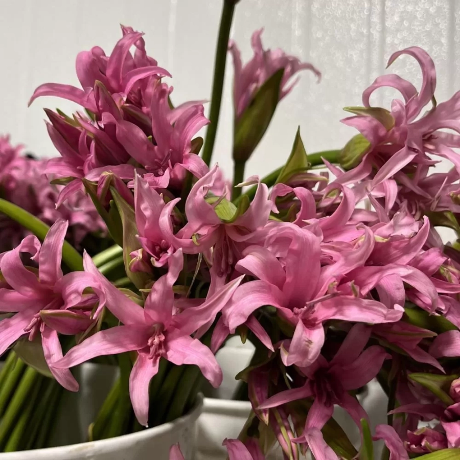 nerine-pink-splash Bulbi de Nerine Pink Splash 1