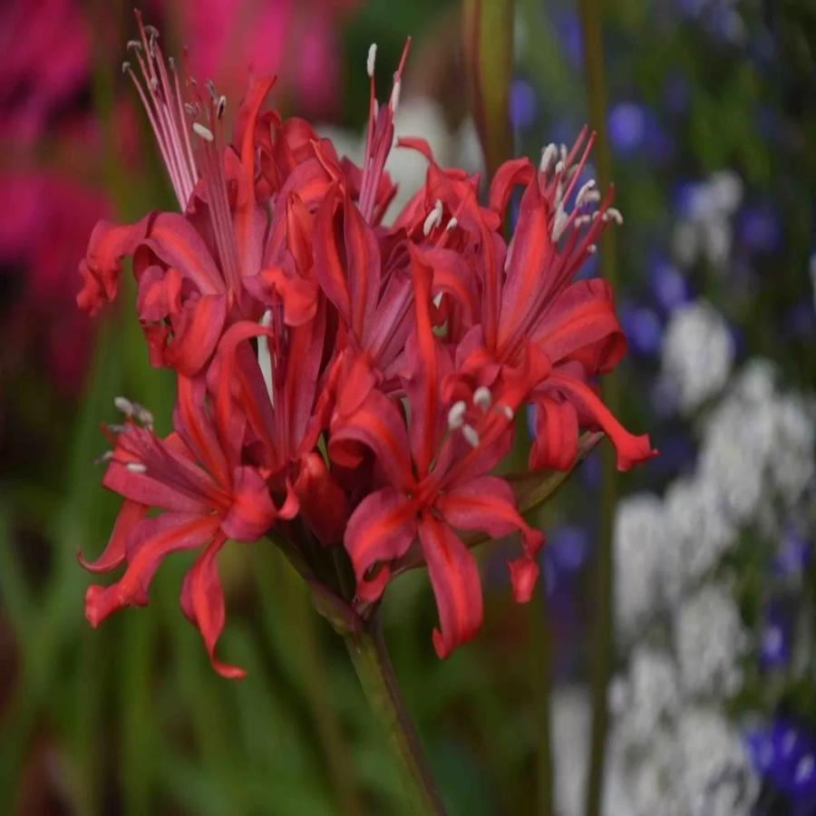 Bulbi de Nerine Red 1