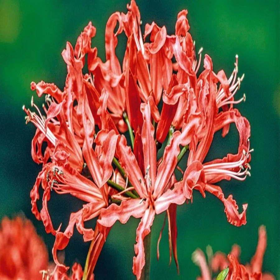 nerine-study-day Bulbi de Nerine Study Day 1