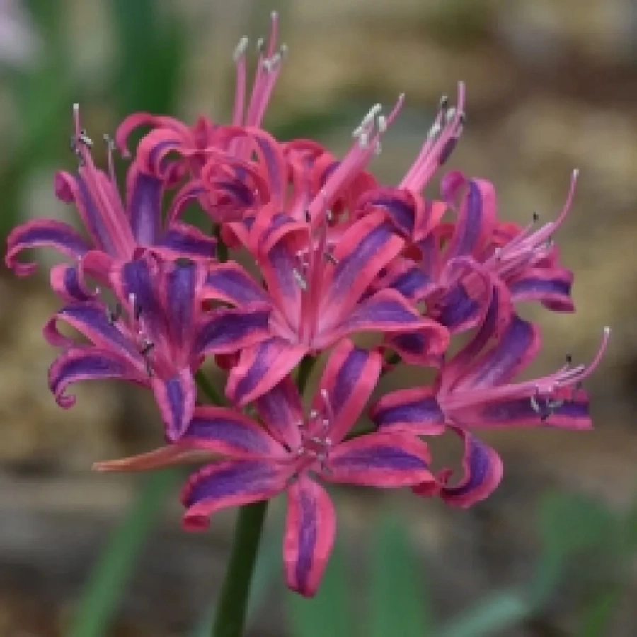 nerine-violet-queen Bulbi de Nerine Violet Queen 1