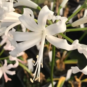 Bulbi de Nerine White 1