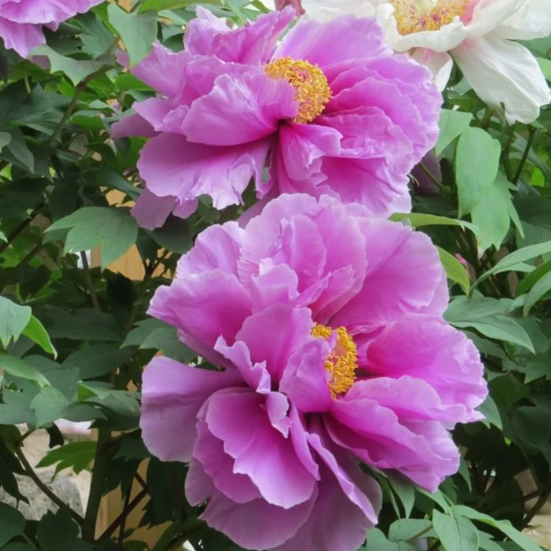 nou-site Bujor Arbustiv - Ru Hua Shin Yu - Ghiveci de 3 L - Înalțime 50 - 70 cm 1