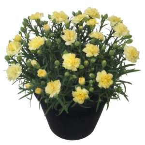 Garofițe Duble Parfumate - Odessa Yellow - Ghiveci 1 L - Înălțime 20 - 30 cm 1