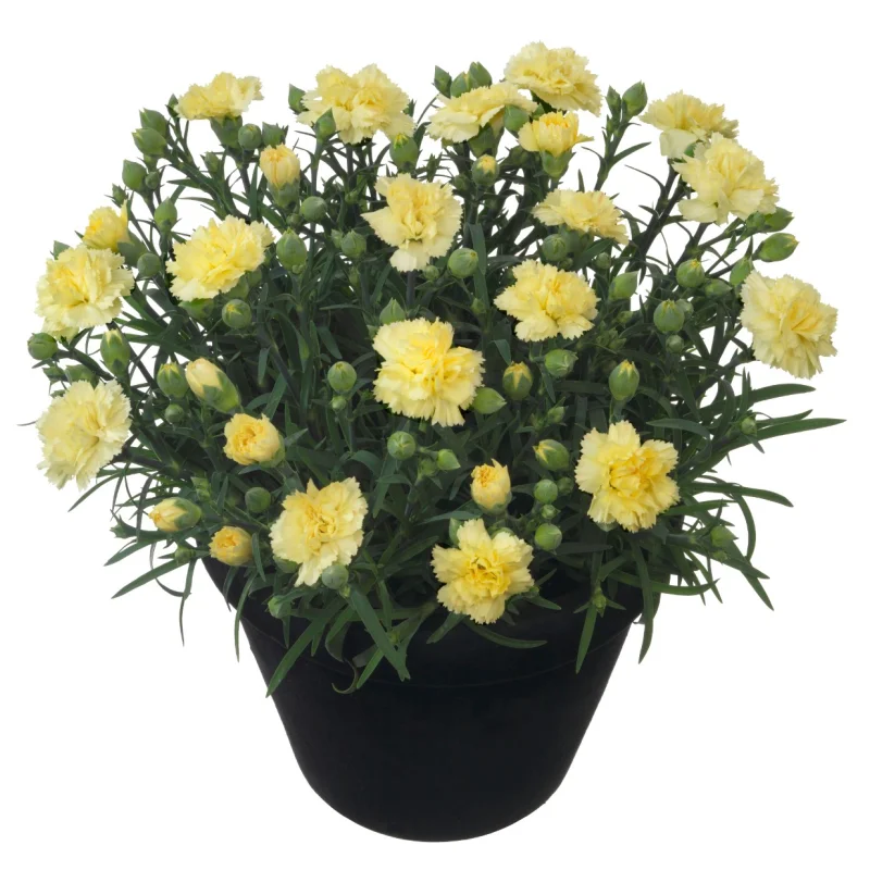 odessa-yellow Garofițe Duble Parfumate - Odessa Yellow - Ghiveci 1 L - Înălțime 20 - 30 cm 1