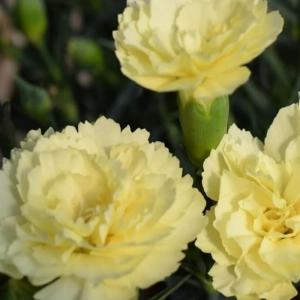 Garofițe Duble Parfumate - Odessa Yellow - Ghiveci 1 L - Înălțime 20 - 30 cm 2