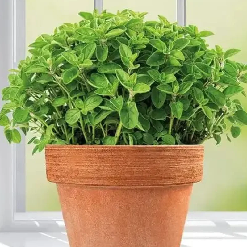 oregano-1 Oregano - La Ghiveci - Inaltime 20 - 30 cm 1