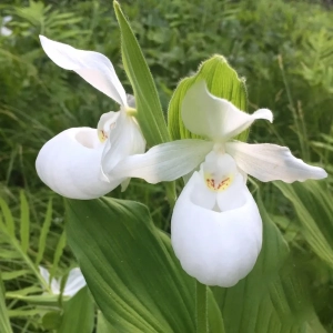 Orhidee de gradina Alba 1