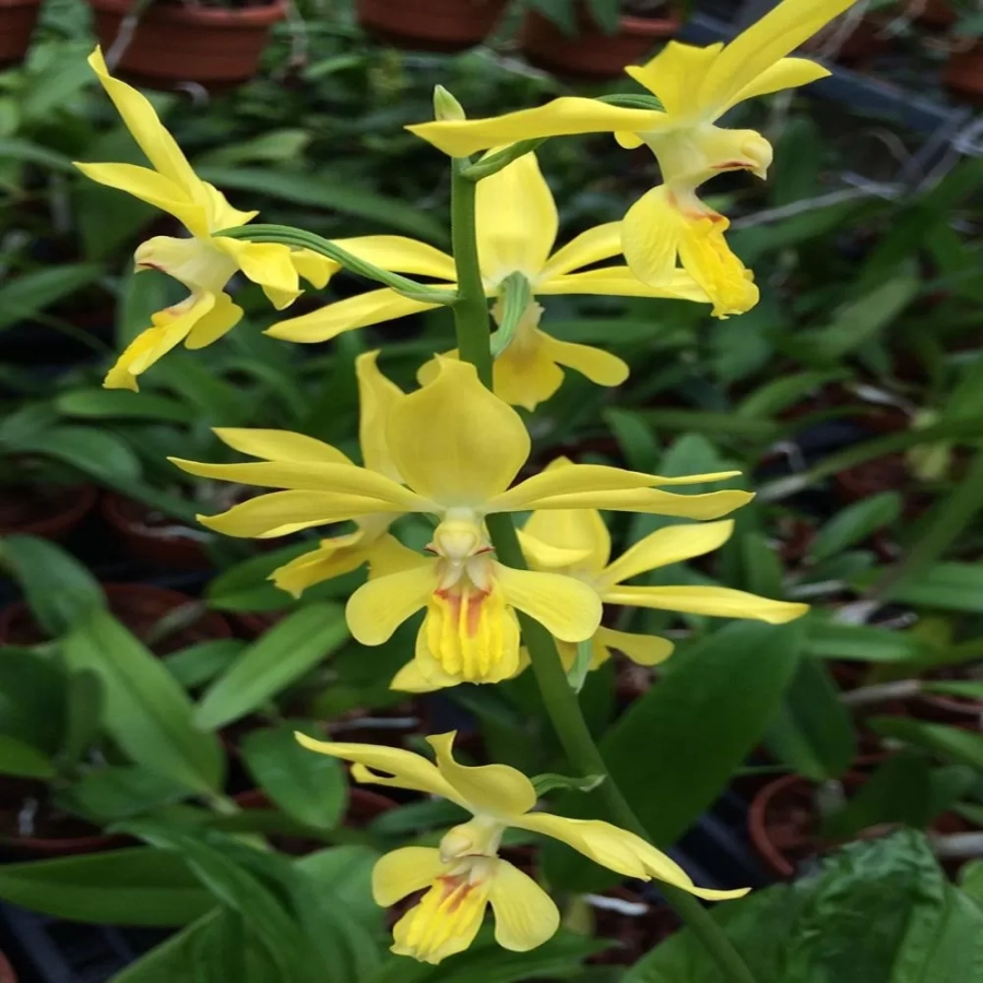 Orhidee de gradina Calanthe Orange Star 1