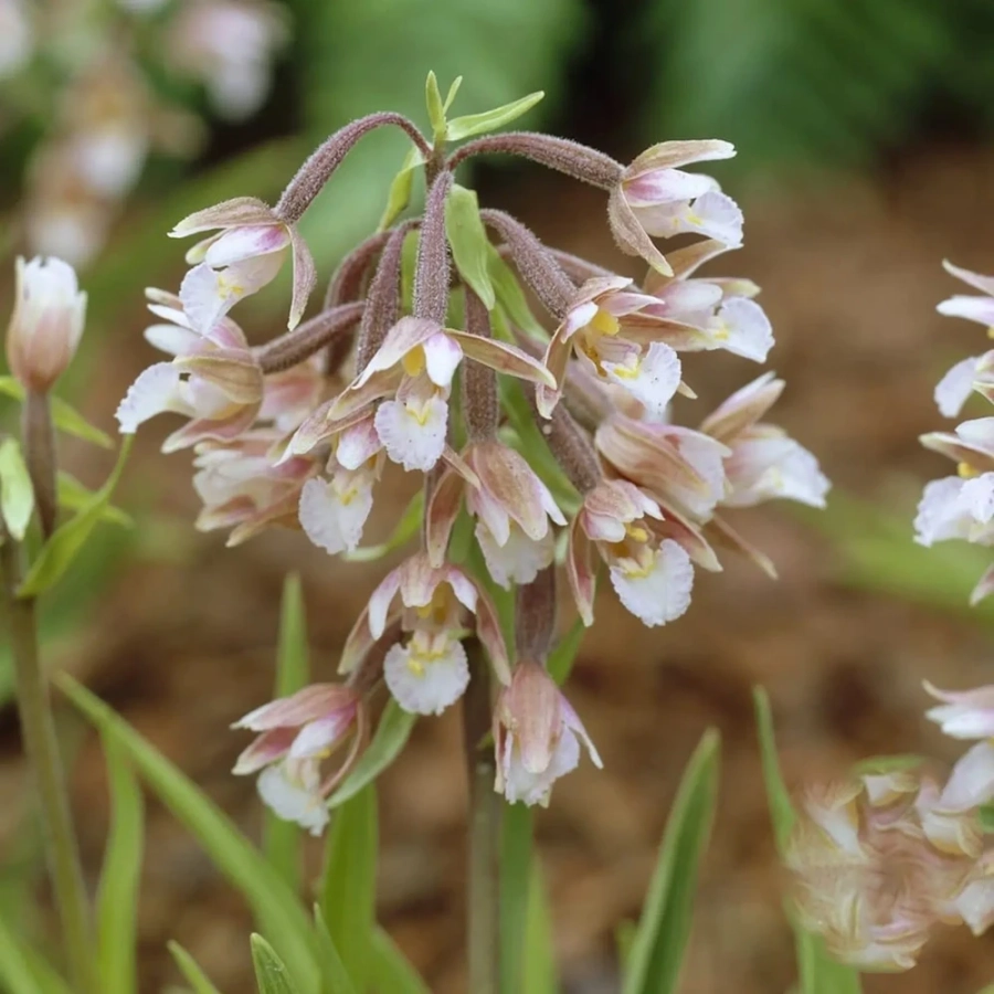 Orhidee de gradina Palustris 1