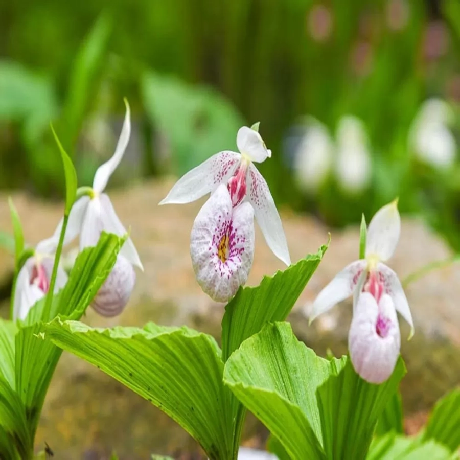 orhidee-de-gradina-white-2 Orhidee de gradina Bletilla White 1