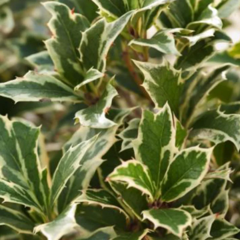 Osmanthus Heterophyllus - Variegatus - Ghiveci 3 l - Inaltime 20 - 30 cm 2