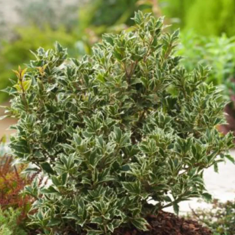 osmanthus-Variegatus-1 Osmanthus Heterophyllus - Variegatus - Ghiveci 3 l - Inaltime 20 - 30 cm 1