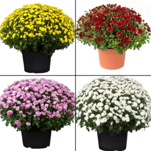 Pachet Crizanteme Globulare - La Ghiveci - Inaltime 30 - 40 cm 1