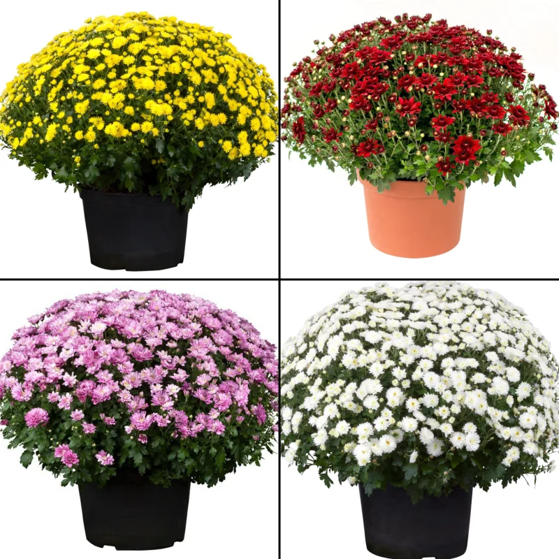 Pachet Crizanteme Globulare - La Ghiveci - Inaltime 30 - 40 cm 1