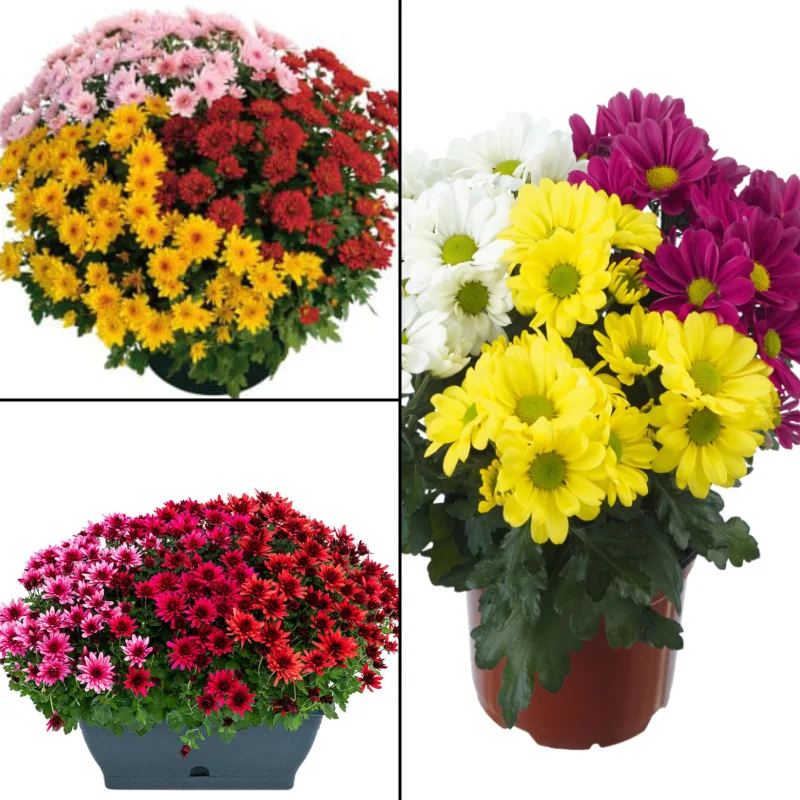 Pachet Crizanteme Mix 3 Culori - La Ghiveci - Inaltime 30 - 40 cm 1