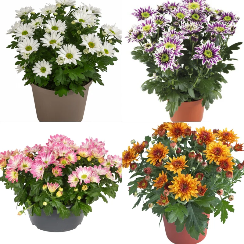 Pachet 2 Crizanteme Timpurii - La Ghiveci - Inaltime 30 - 40 cm 1