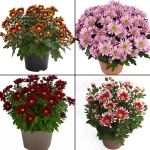 Pachet 1 Crizanteme Timpurii - La Ghiveci - Inaltime 30 - 40 cm 1