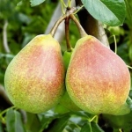 Pom fructifer - Păr Victoria 1