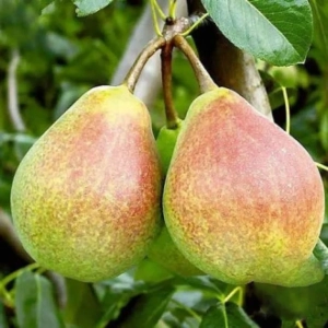 Pom fructifer - Păr Victoria 1