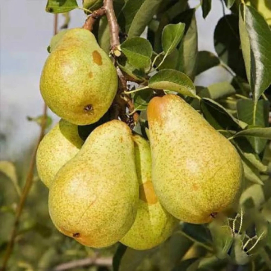 Pom fructifer - Păr Williams 1