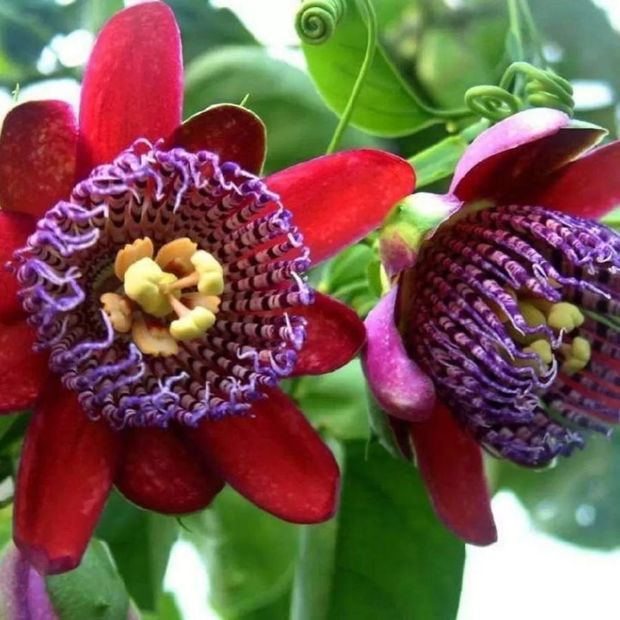 passiflora-atalata-red