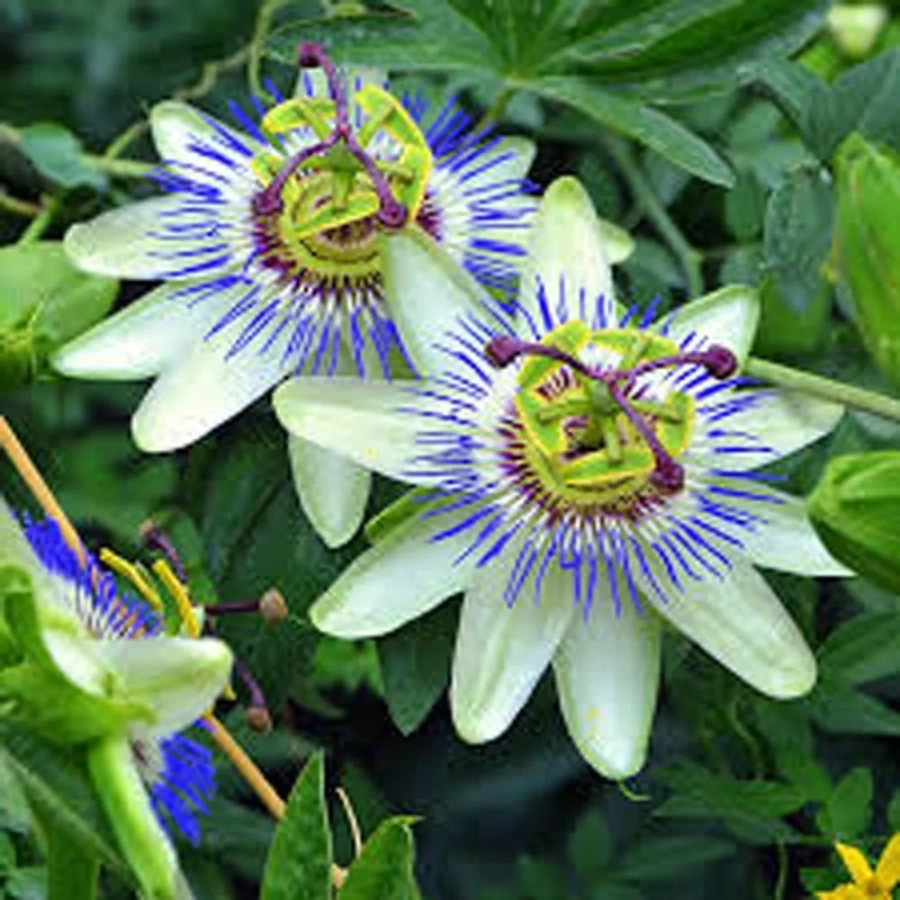 passiflora-caerulea