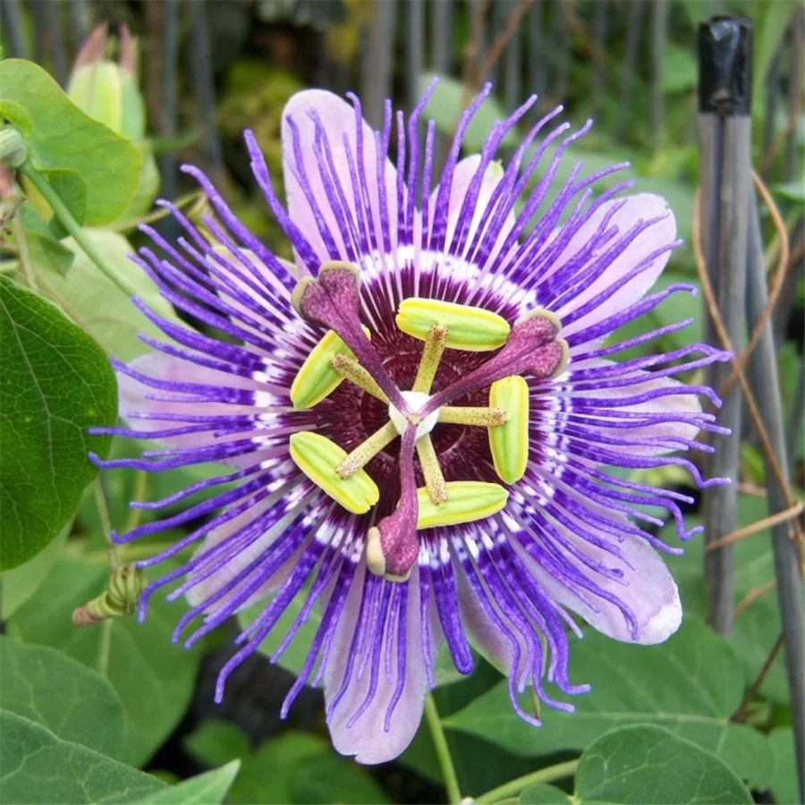 passiflora-purple-haze (1)