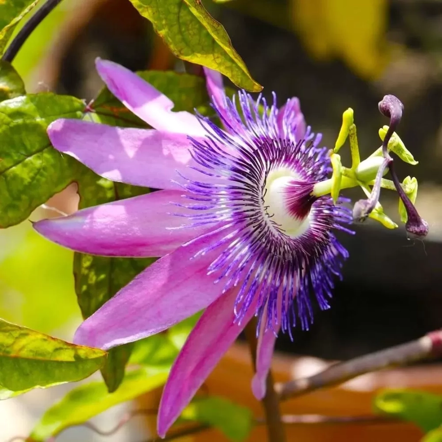 passiflora-purple-hybrid
