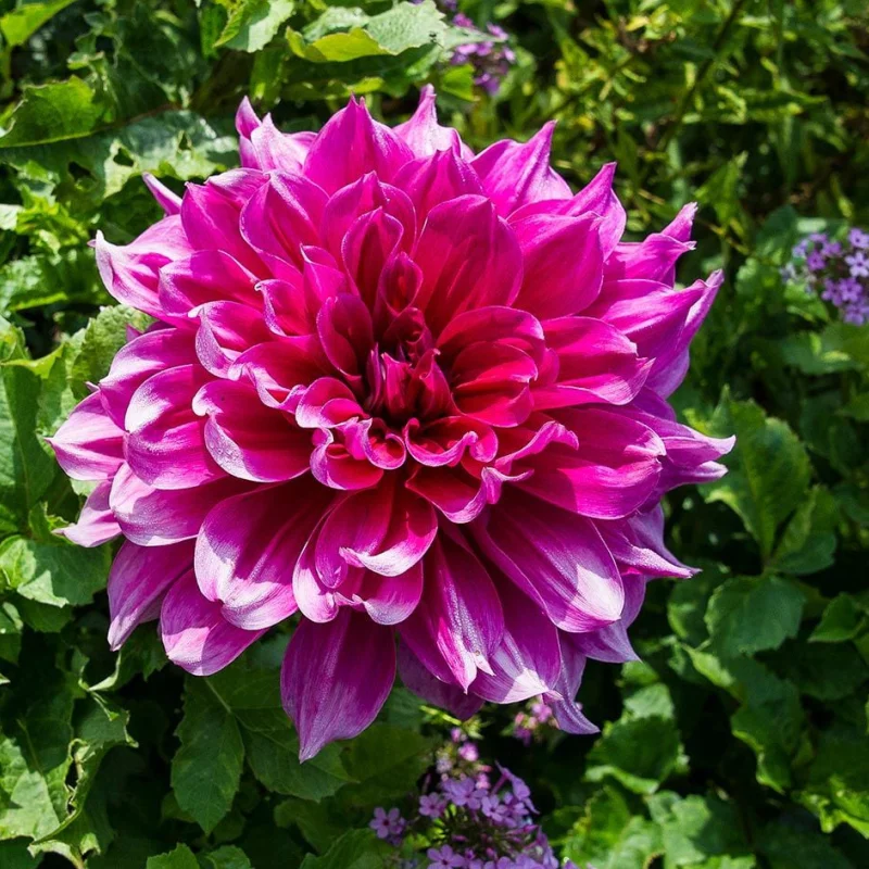 Rizomi de Dalie Emory Paul 1