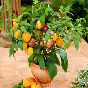 Solanum Muricatum - Pepino Gold - Ghiveci 3 l - Inaltime 40 - 50 cm 1