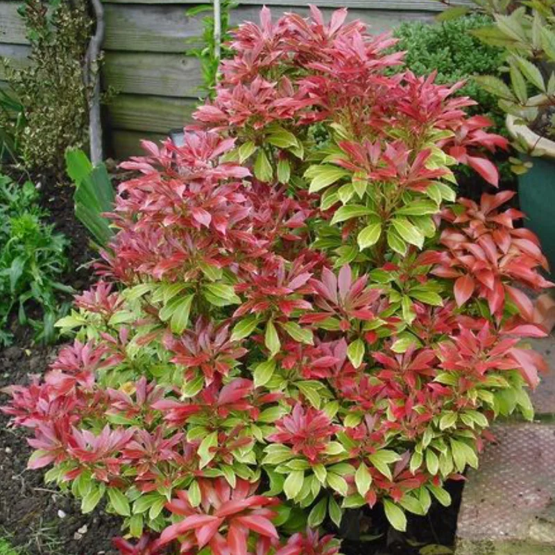 Peris Japonica - Carnaval - Ghiveci 2 l - Inaltime 30 - 40 cm 1