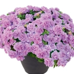 Petunie Dublă Parfumată - Mov - La Ghiveci - Înălțime 20 - 30 cm 1
