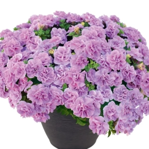 Petunie Dublă Parfumată - Mov - La Ghiveci - Înălțime 20 - 30 cm 1