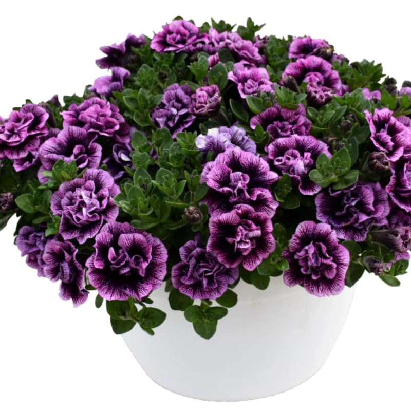 petunia-violet Petunie Dublă Parfumată - Violet - La Ghiveci - Înălțime 20 - 30 cm 1