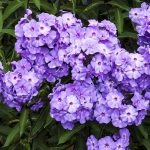 Phlox Blue Paradise 1