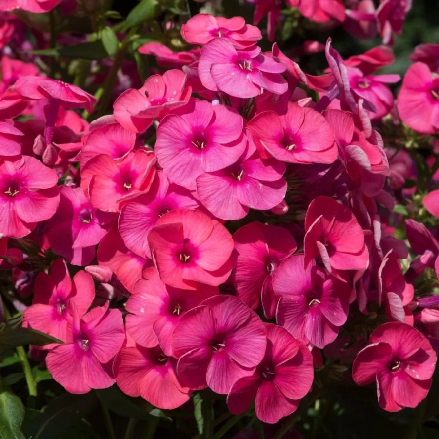 phlox-cherry-pink Phlox Cherry Pink 1