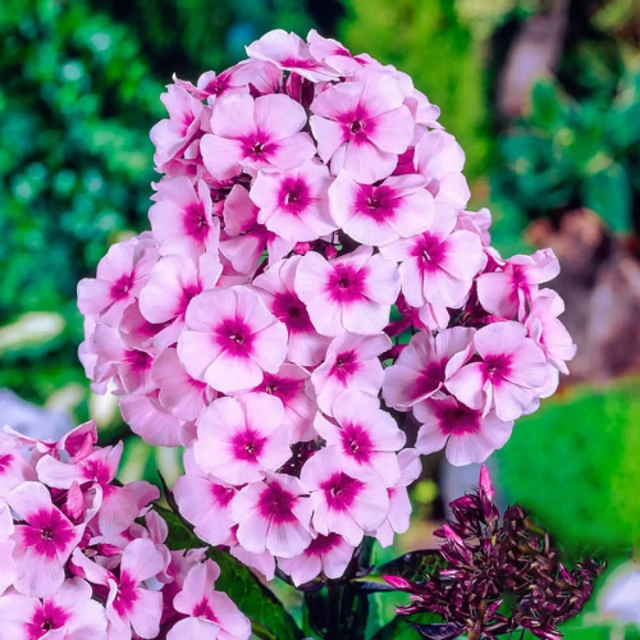 Phlox Tall Pink 1