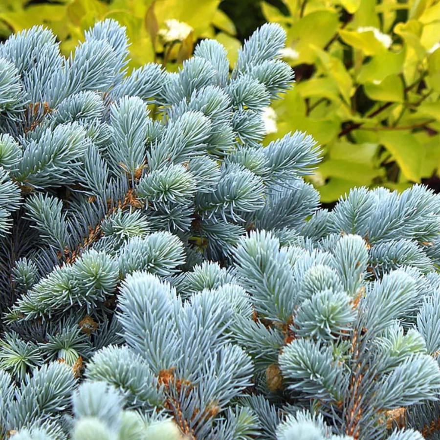 Molid Argintiu Globular – Picea Pungens Glauca Globosa - Ghiveci 5 L - Inaltime 40 -50 cm 2