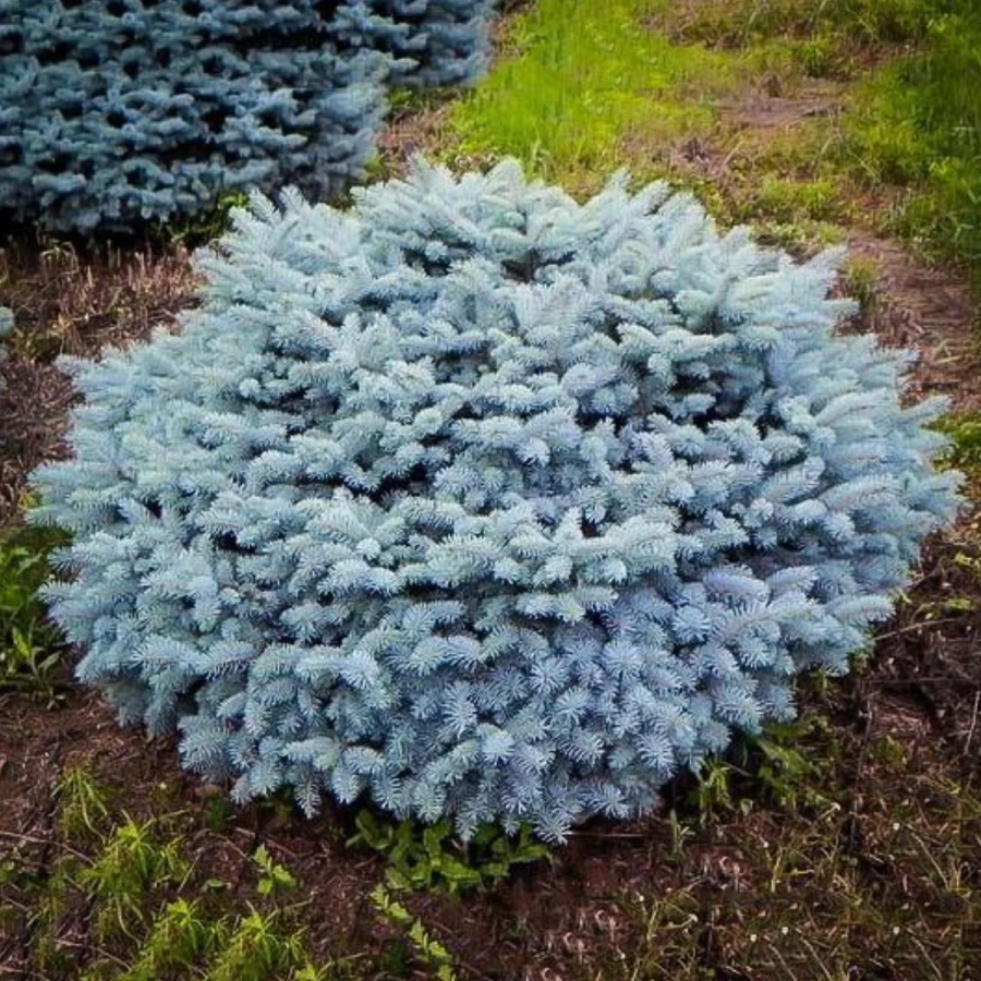 picea-pungens Molid Argintiu Globular – Picea Pungens Glauca Globosa - Ghiveci 5 L - Inaltime 40 -50 cm 1