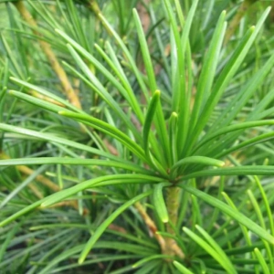 Pin Umbrela Japonez - Sciadopitys Verticillata - Ghiveci 10 l - Inaltime 50 - 70 cm 2