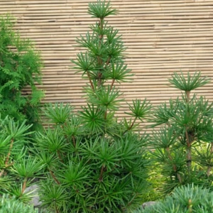 Pin Umbrela Japonez - Sciadopitys Verticillata - Ghiveci 10 l - Inaltime 50 - 70 cm 1