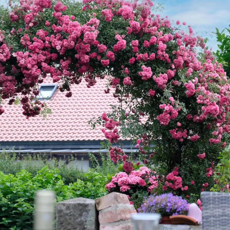 pink-queen Trandafir Catarator - Pink Queen - Ghiveci 4 L - Anul 4 1