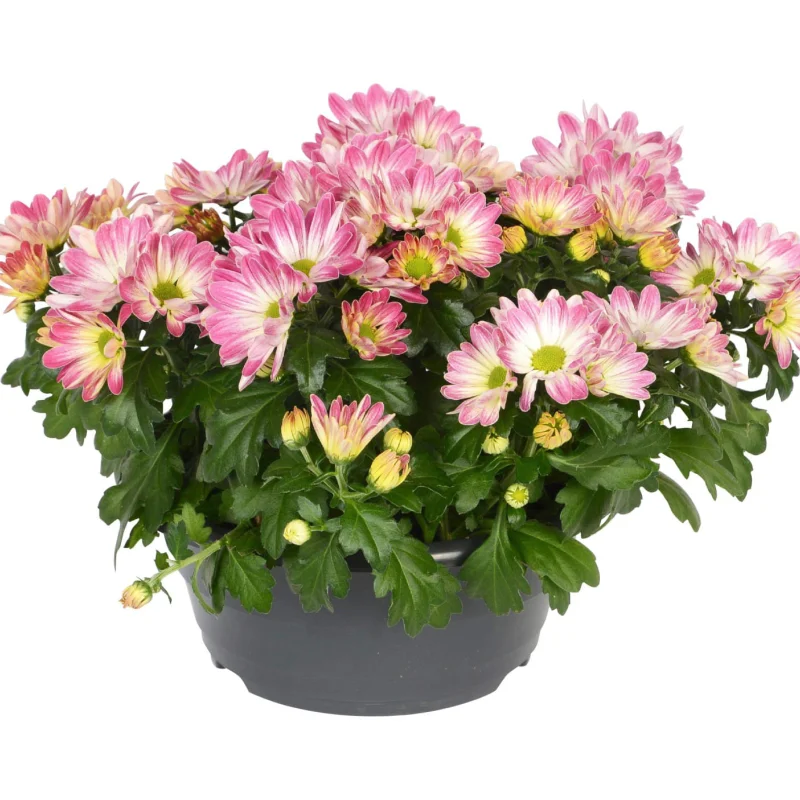 Crizanteme Timpurii - Pink Secret - La Ghiveci - Inaltime 30 - 40 cm 1
