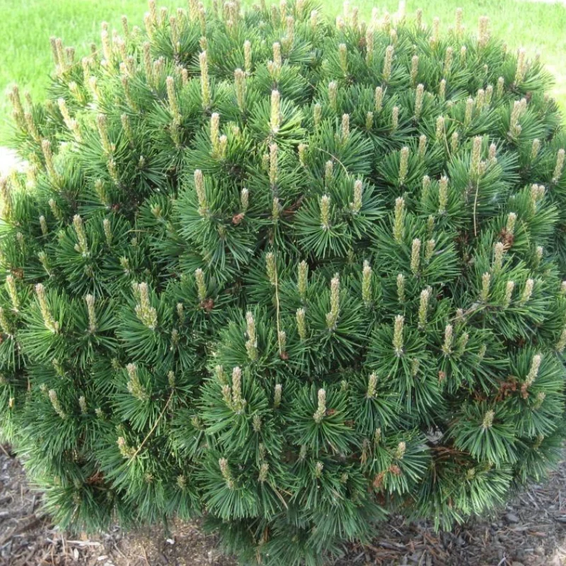 pinus-mugo-gnom Pin Pitic - Pinus Mugo Gnom - Ghiveci 10 l - Inaltime 40 - 60 cm 1